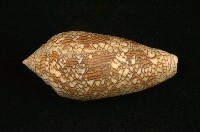 藏品(織錦芋螺)的圖片